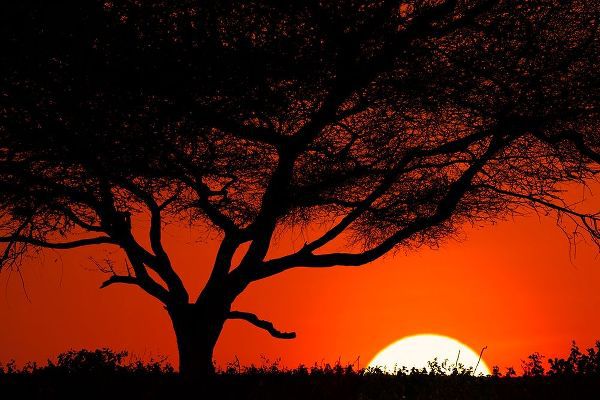 Tree silhouetted at sunset on the vast plains of Serengeti National Park-Tanzania-Africa